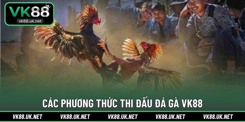 Các phương thức thi đấu đá gà VK88