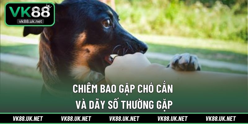 Chiêm bao gặp chó cắn và dãy số thường gặp